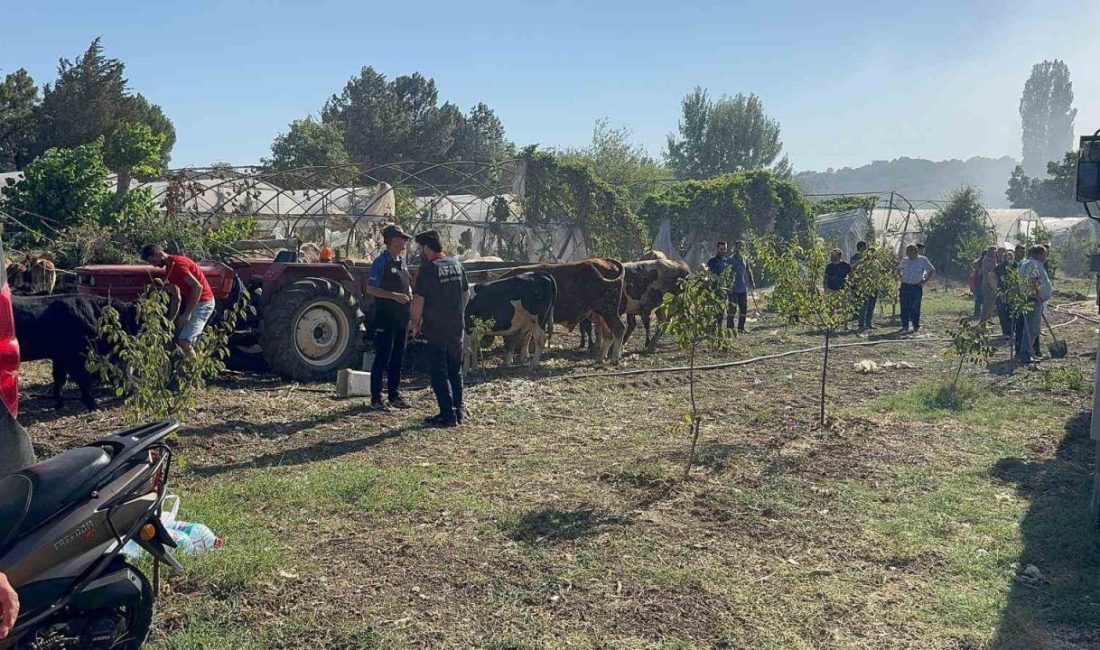 Yalova’da büyükbaş hayvanlar alevlerden son anda kurtarıldı Yalova merkez, Çınarcık ve Çiftlikköy ilçelerinde çıkan arazi yangınları kontrol