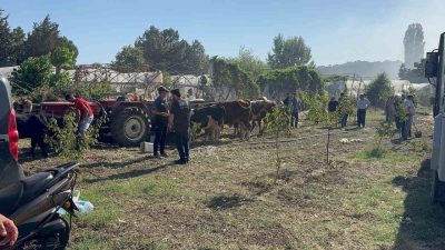 Yalova merkez, Çınarcık ve Çiftlikköy ilçelerinde çıkan arazi yangınları kontrol