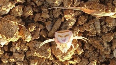 Yalova’da bir vatandaş evinin bahçesinde sıra dışı bir canlıyla karşılaştı.