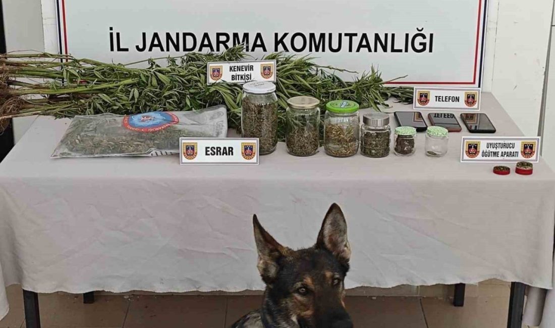 Yalova’da jandarma tarafından düzenlenen operasyonda ormanlık arazide yasa dışı kenevir
