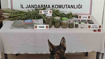 Yalova’da jandarma tarafından düzenlenen operasyonda ormanlık arazide yasa dışı kenevir