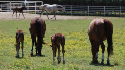 Milyonluk yarış atlarının spermlerinin özel olarak alınıp, aşılanması ile dünyaya