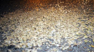 Sakarya’da her yıl temmuz ve ağustos ayında erginleşerek Sakarya Nehri’nden