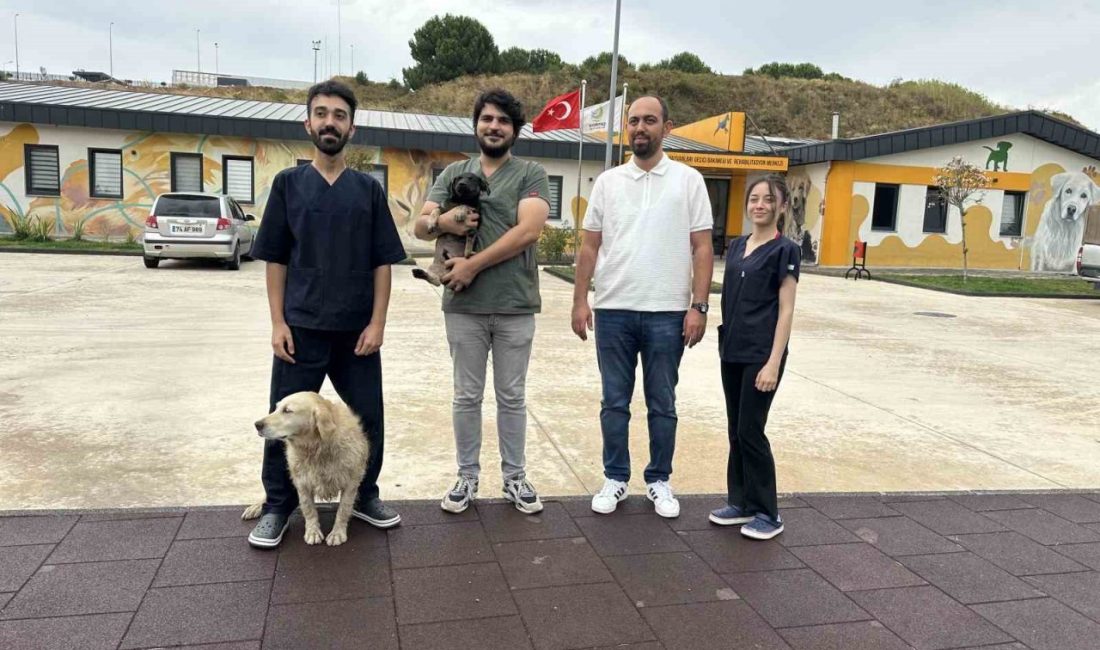 Çayırova’da zifte bulanmış halde bulunan yavru köpek, rehabilitasyon merkezinde 8