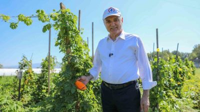 DÜZCE (İHA) – Düzce Belediyesince kurulan ata tohumu çiftliğinde, geçtiğimiz