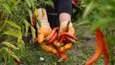 Düzce Belediyesi’nin yerli tohumların korunması, organik tarımın teşviki ve gelecek
