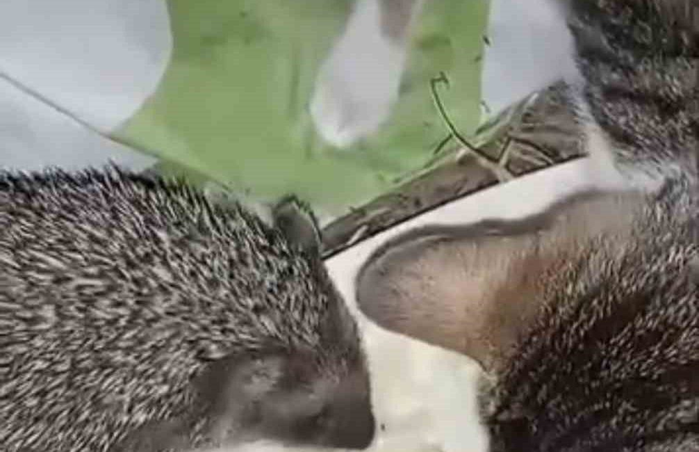 Düzce’nin Yığılca ilçesinde bir evin bahçesindeki kaptan kedilerle birlikte yemek