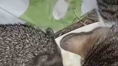 Düzce’nin Yığılca ilçesinde bir evin bahçesindeki kaptan kedilerle birlikte yemek