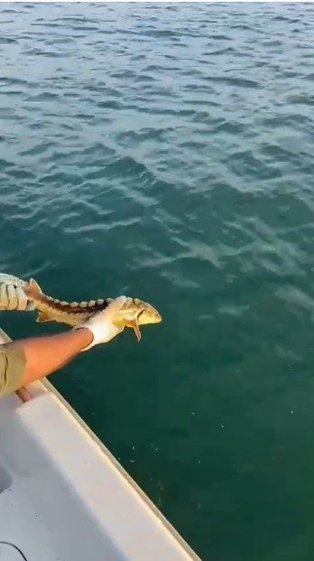 Sakarya’nın Karasu ilçesinde balıkçıların ağına takılan ve nesli tükenme tehlikesi