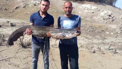Kastamonu’nun Taşköprü ilçesindeki baraj gölünde avlanan balıkçılar 25 kilogram ağırlığında