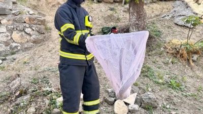 Bilecik’te yolda bulunan ’oluklu kertenkele’ ekiplerce tekrar doğaya salındı. Merkez