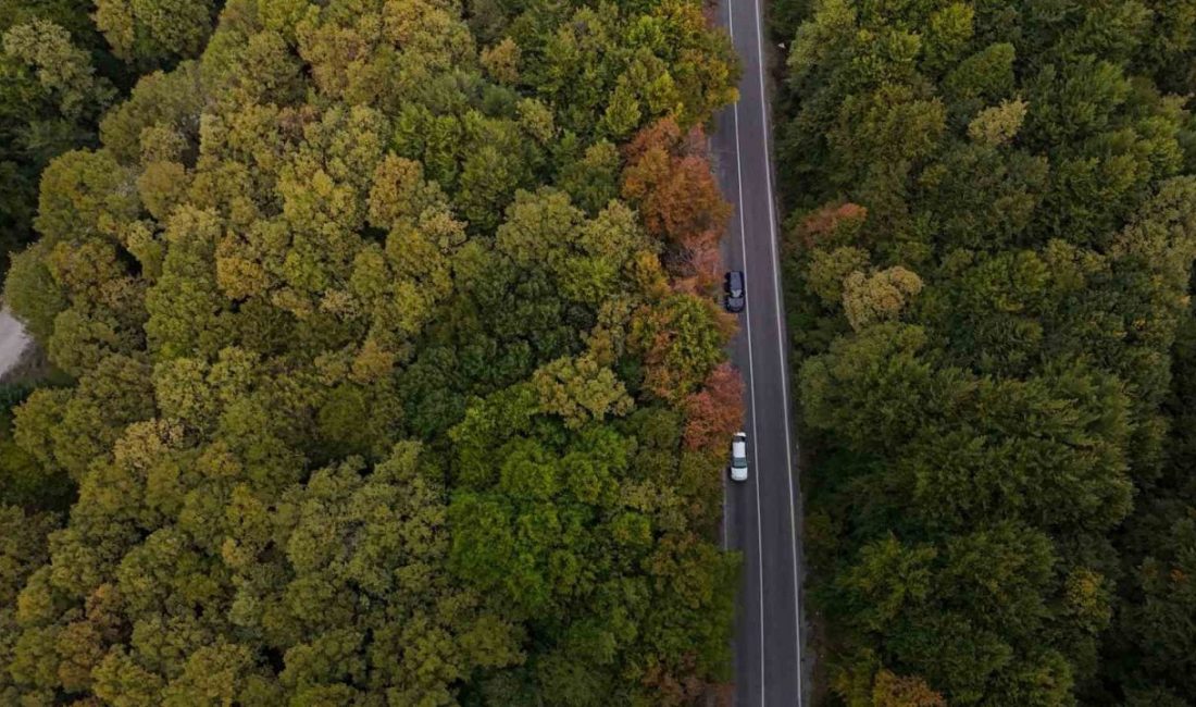 Bolu-Seben kara yolunda sonbaharın gelmesiyle ağaçlar sarı ve turuncu renklere