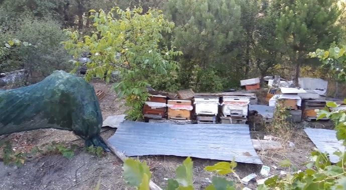 Bolu’nun Taşçılar köyünde ayılar, bahçelere ve arı kovanlarına zarar veriyor.