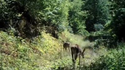 Bolu’da nadir olarak görülen kızıl geyikler, Yedigöller Milli Parkı yolu