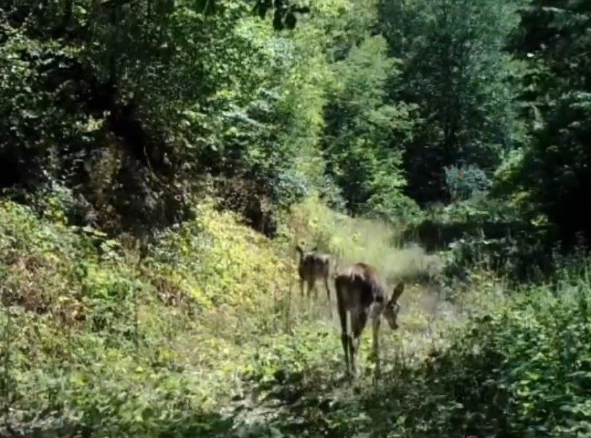 Bolu’da nadir görülen kızıl geyikler görüntülendi Bolu’da nadir olarak görülen kızıl geyikler, Yedigöller Milli Parkı yolu