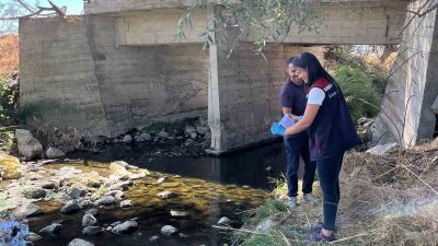 Türkiye’nin önemli patates üretim merkezlerinden biri olan Bolu’da, yemeklik patateslerde