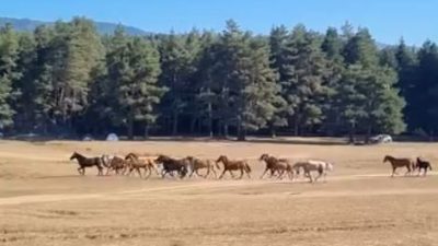 Bolu’da At Yaylası’nda otlayan yılkı atı sürüsüne, ormanlık alandan inen