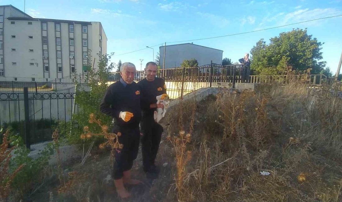 Kastamonu’nun Daday ilçesinde çaya düşen engelli kedi, itfaiye ekiplerinin çalışmasıyla