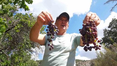 Bolu’nun Mudurnu ilçesine bağlı Taşçılar köyünde üzüm hasadı başladı. Köylüler,