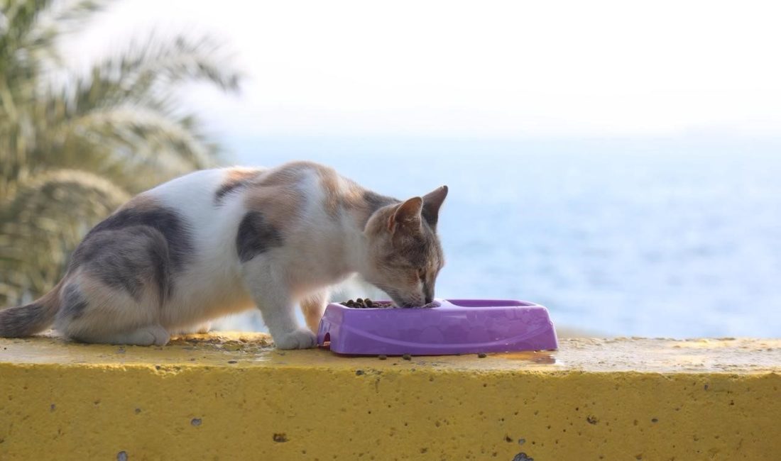 Darıca’da belediye ekiplerince sokak hayvanlarının beslenme ve su ihtiyacını karşılamak