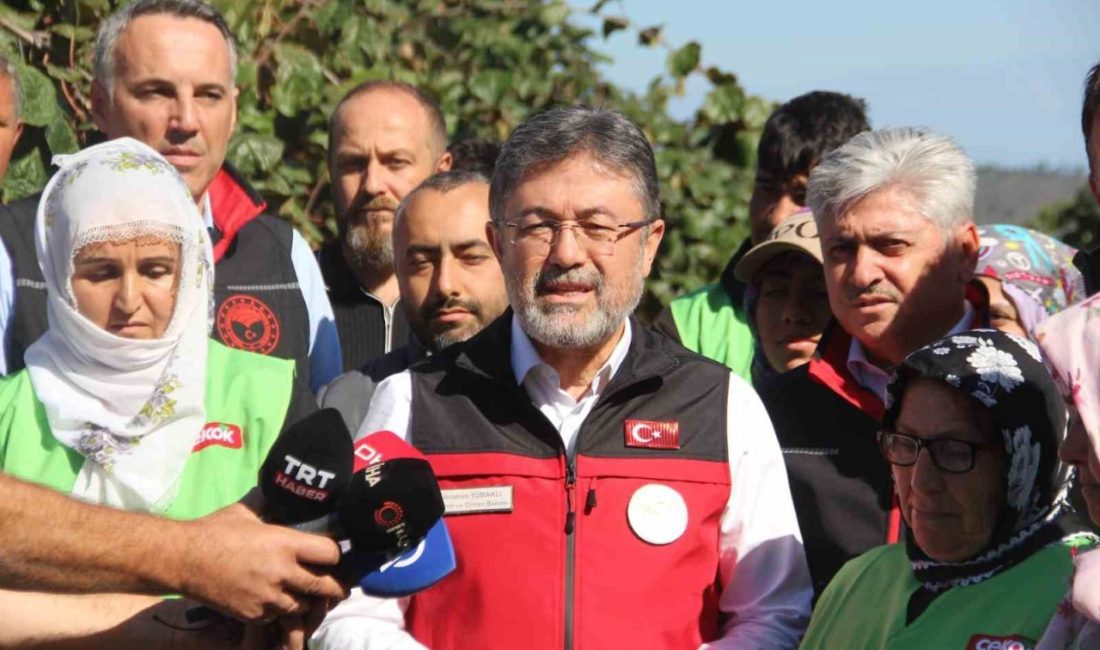 Tarım ve Orman Bakanı İbrahim Yumaklı, Sakarya’da erken kivi hasadına