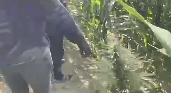 Mısır tarlasına ekilen uyuşturucuyu jandarma ele geçirdi: 1 tutuklama Sakarya İl Jandarma Komutanlığı ekiplerince uyuşturucu suçlarıyla mücadele çerçevesinde düzenlenen