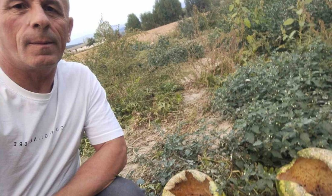 Bolu’nun Mudurnu ilçesine bağlı Çepni köyünde yaşayan çiftçi bahçesine ektiği