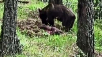 Kastamonu’nun Daday ilçesinde ormanlık alanda avladığı domuzla beslenen ayı, cep