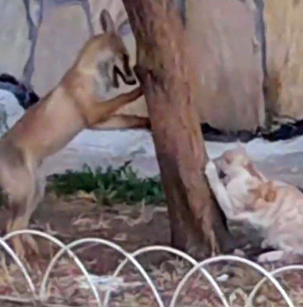 Bilecik’te bir sokak kedisi ile tilkinin birlikte oyun oynadığı anı