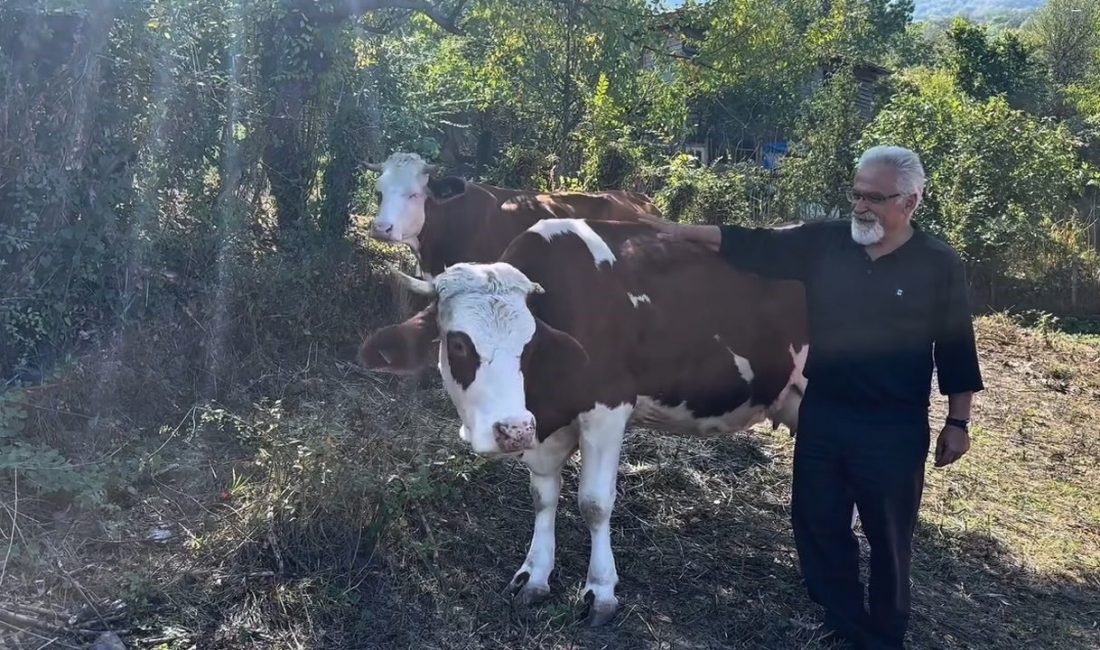 Kastamonu’nun Cide ilçesinde sığırcılıkla geçimini sağlayan 12 aileye toplam 4