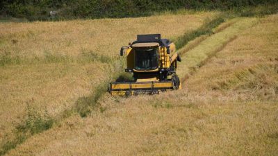 Kastamonu’nun Tosya ilçesinde 10 bin dekar alanda yetiştirilen coğrafi işaretli
