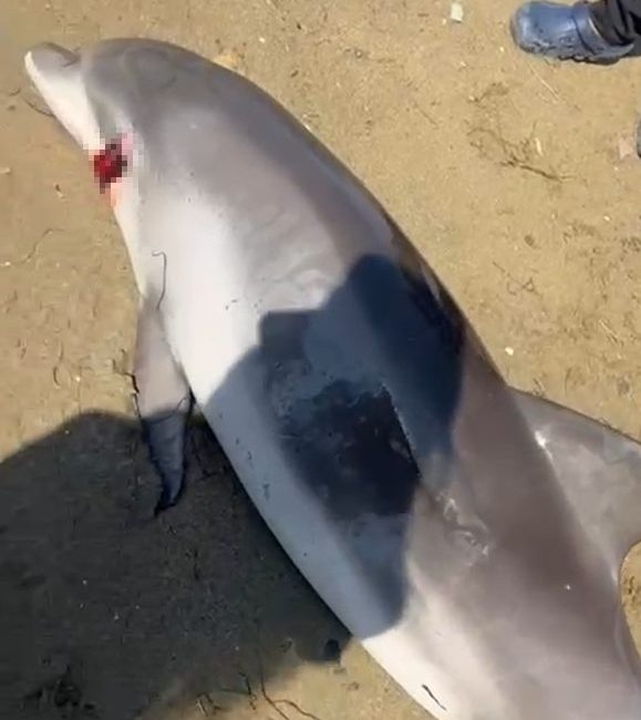 Yalova’nın Çiftlikköy ilçesinde kıyıya vurmuş ölü yunus bulundu. Çiftlikköy ilçesi