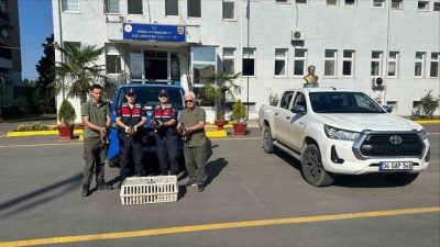 Sakarya’nın Ferizli ilçesinde jandarma ekiplerince gerçekleştirilen denetimde, avda mühre olarak