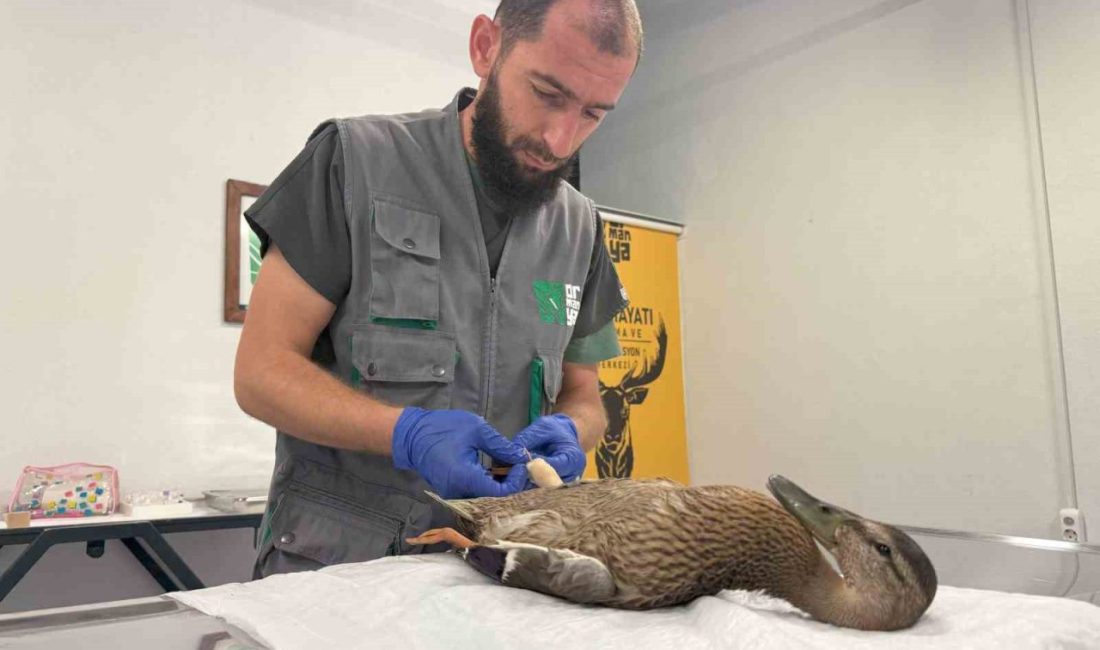 Kocaeli’de derede temizlik çalışmaları sırasında bitkin halde bulunan yaban örneği,