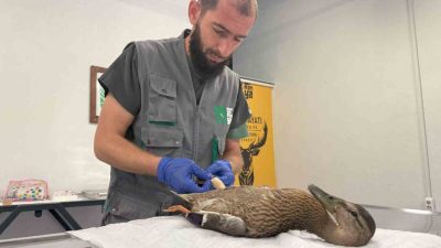 Kocaeli’de derede temizlik çalışmaları sırasında bitkin halde bulunan yaban örneği,