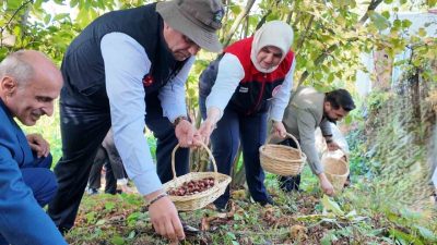 Düzce Dağdibi Köyü’nde ‘Kestanesi Hasat Şenliği’ gerçekleştirildi. Coğrafi işaret tescilinin
