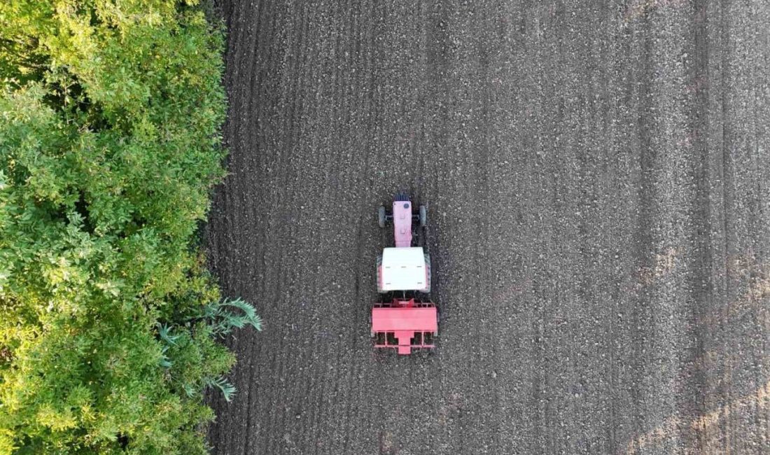 Düzce Belediyesi, Tarım Akademisi arazisinde başlattığı Ata Tohumu Yetiştiriciliği Projesi’nde