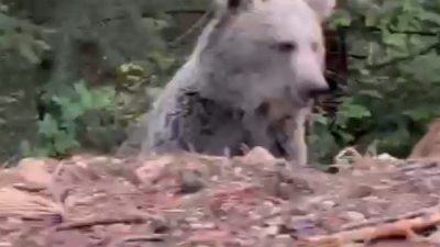 Bolu’da bir vatandaş, ormanlık alanda karşılaştığı ayıya seslendiği anları cep