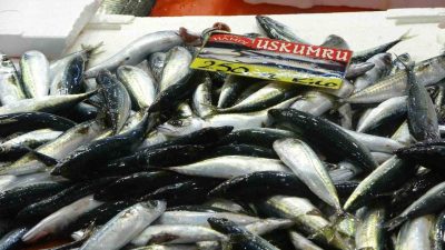Kocaeli’de olumsuz hava şartları nedeniyle yükselen balık fiyatları, havanın düzelmesiyle