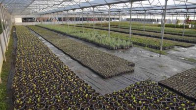 Bilecik Belediyesi Park ve Bahçeler Müdürlüğü tarafından üretilen binlerce çiçek