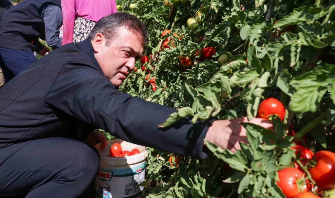Bilecik’te 14 bin 400 dekar alanda sofralık, 2 bin 608 dekar alanda salçalık domates üretimi yapılıyor Bilecik Valisi Faik Oktay Sözer, il genelinde 14 bin 400