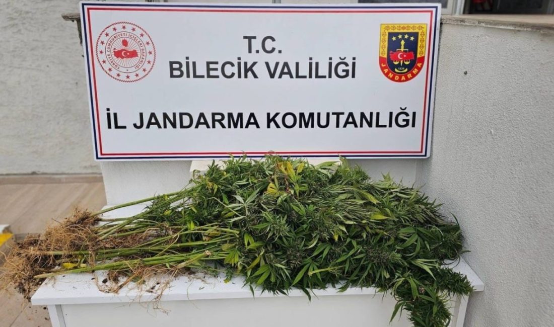 Bilecik’in Bozüyük ilçesinde jandarma ekipleri, ormanlık alanda yasa dışı ekilen