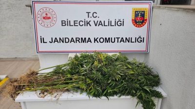 Bilecik’in Bozüyük ilçesinde jandarma ekipleri, ormanlık alanda yasa dışı ekilen