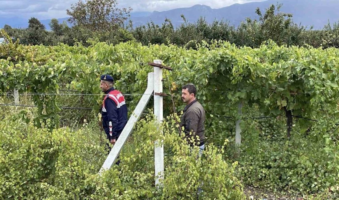 Sakarya’nın Pamukova ilçesinde üzüm üreticileri, hasat öncesi artan hırsızlık olaylarına
