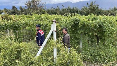 Sakarya’nın Pamukova ilçesinde üzüm üreticileri, hasat öncesi artan hırsızlık olaylarına