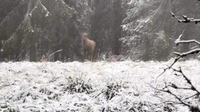 Bolu’nun karla kaplı ormanlarında karların arasından yavaş adımlarla ilerlerleyen kızılgeyik