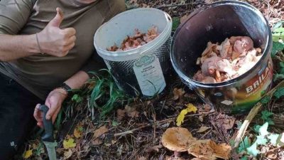 Bolu’da sonbahar yağmurlarıyla birlikte mantar sezonu bereketli başladı. Avdan Köyü
