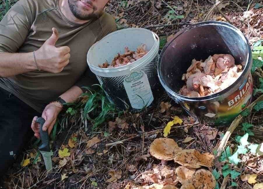 Bolu ormanlarında mantar bereketi: 25 kilo kanlıca topladı Bolu’da sonbahar yağmurlarıyla birlikte mantar sezonu bereketli başladı. Avdan Köyü