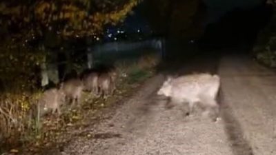 Bolu’da aç kalan domuz sürüsü şehir merkezine yakın bir bölgede