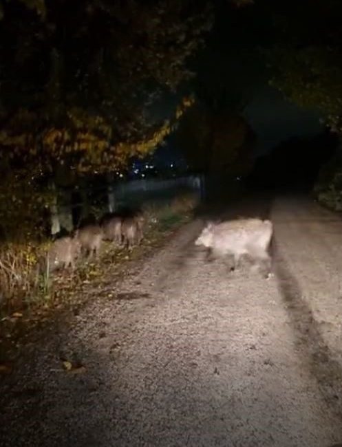 Bolu’da aç kalan domuz sürüsü yola indi Bolu’da aç kalan domuz sürüsü şehir merkezine yakın bir bölgede